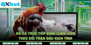 Trải nghiệm đá gà trực tiếp bình luận viên tuyệt vời