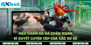 Mẹo chăm gà đá chân mạnh