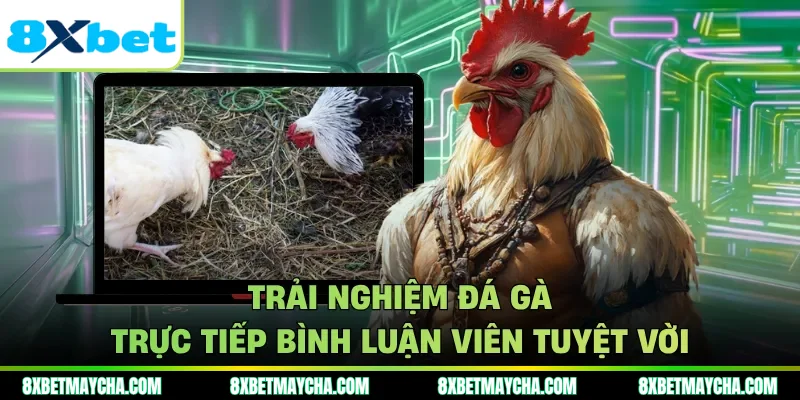 Đá Gà Trực Tiếp Bình Luận Viên Theo Dõi Trận Đấu Kịch Tính